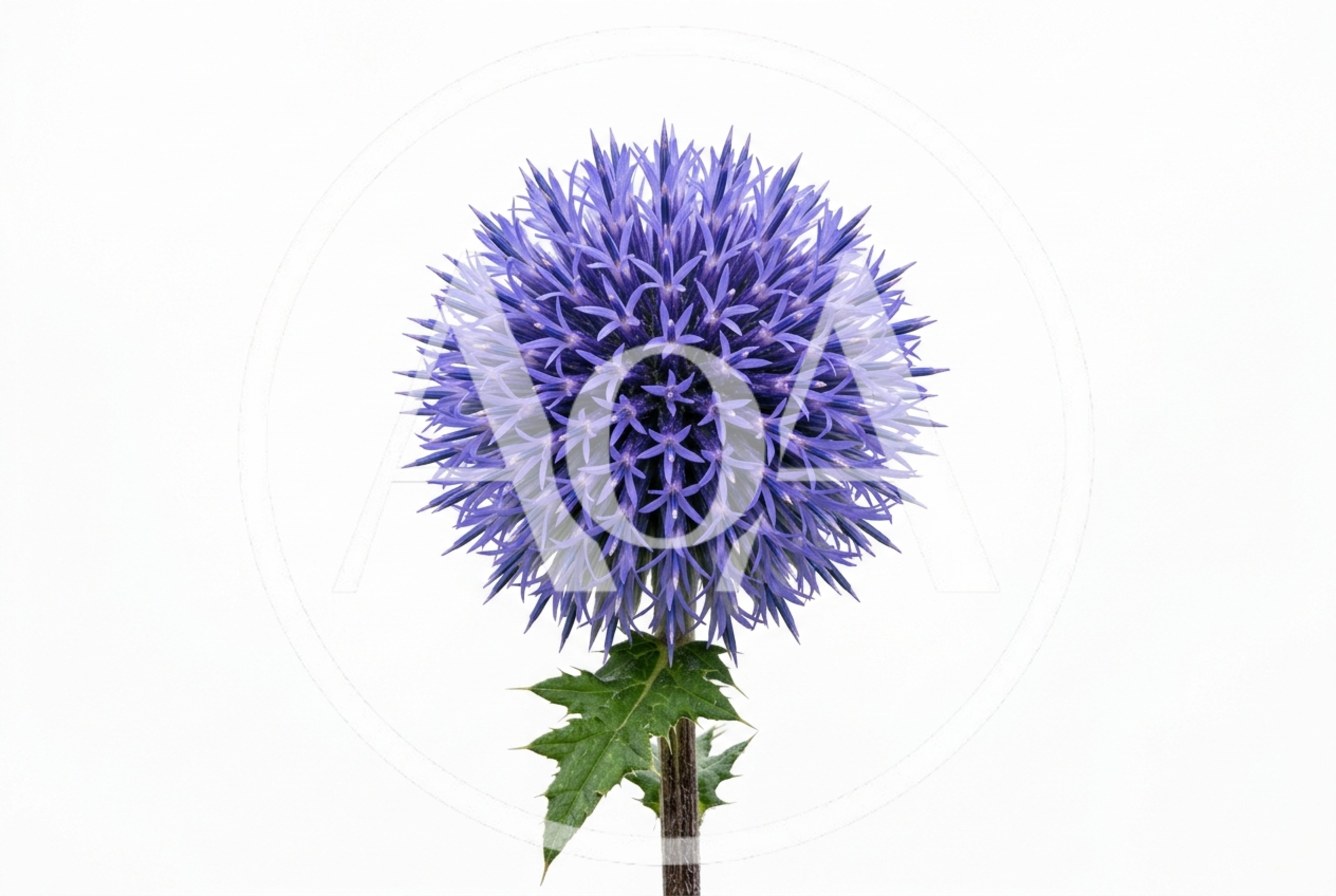 Globe Thistle Flower Head Isolated On White