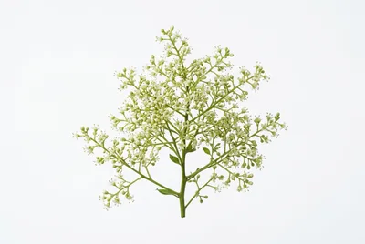 Sprig of White Elderberry Flowers on White Background
