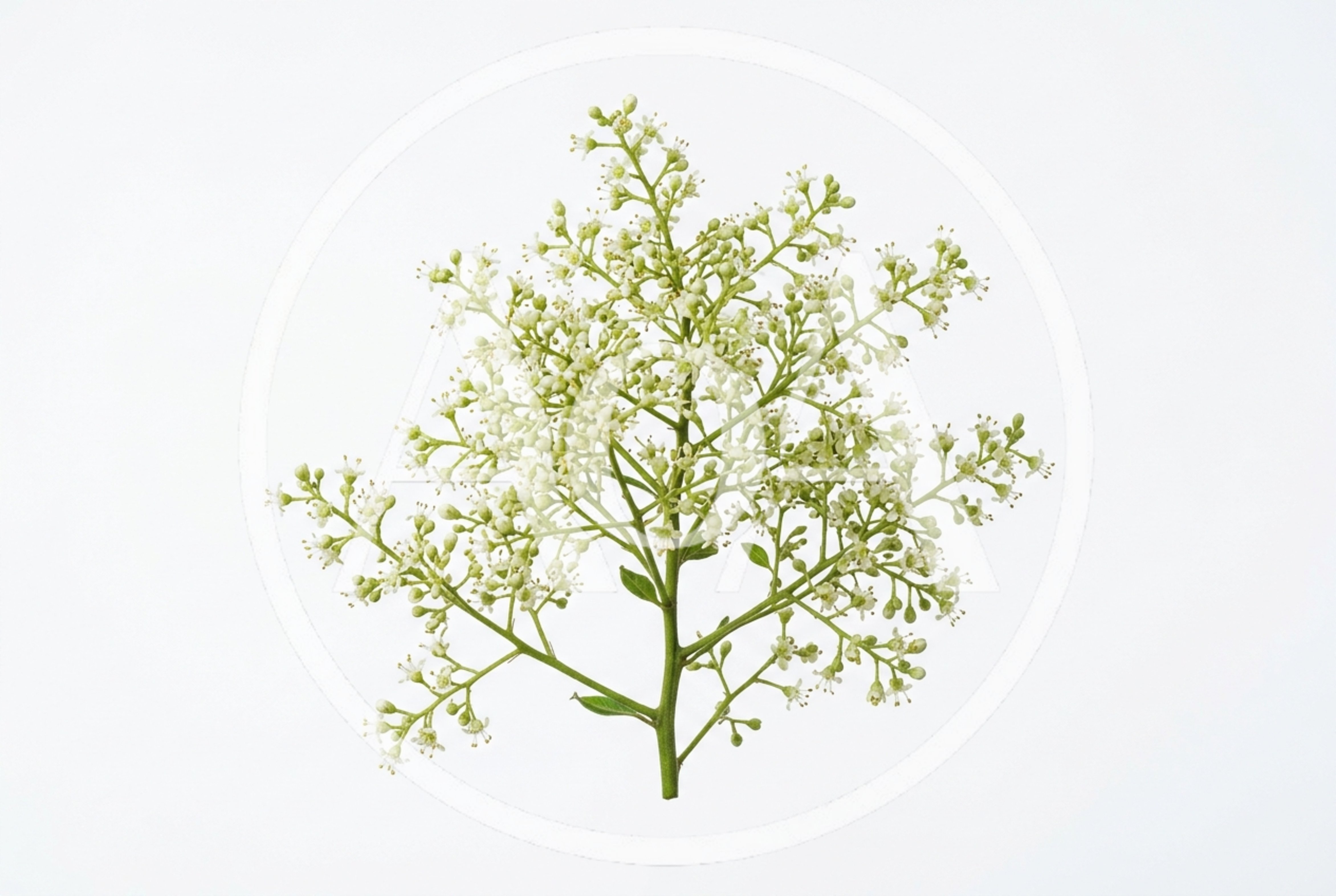 Sprig of White Elderberry Flowers on White Background
