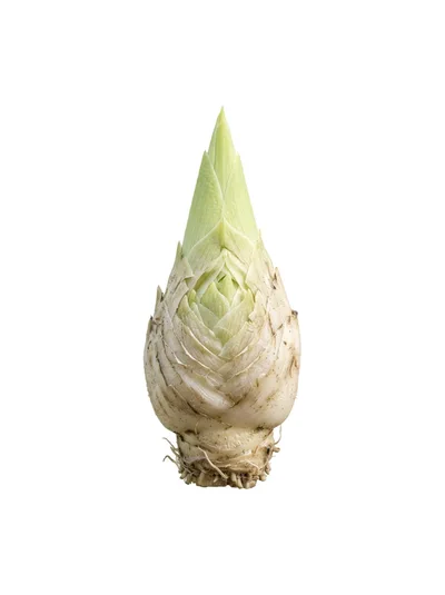 Fresh Lily Bulb Isolated On White Background