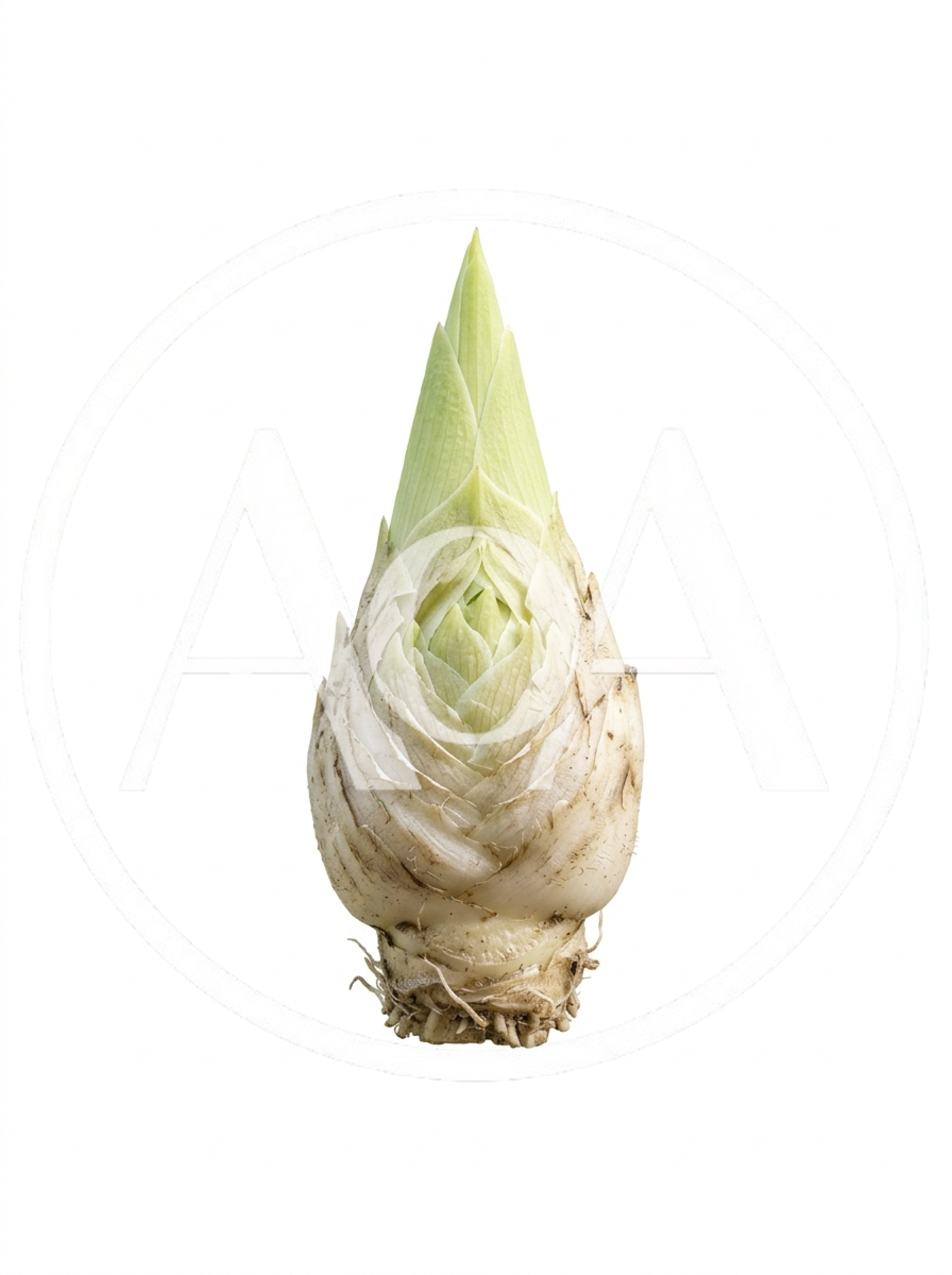 Fresh Lily Bulb Isolated On White Background
