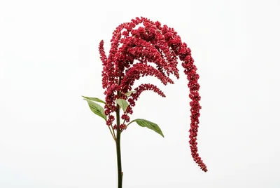 Single Stem Of Red Amaranthus Flower