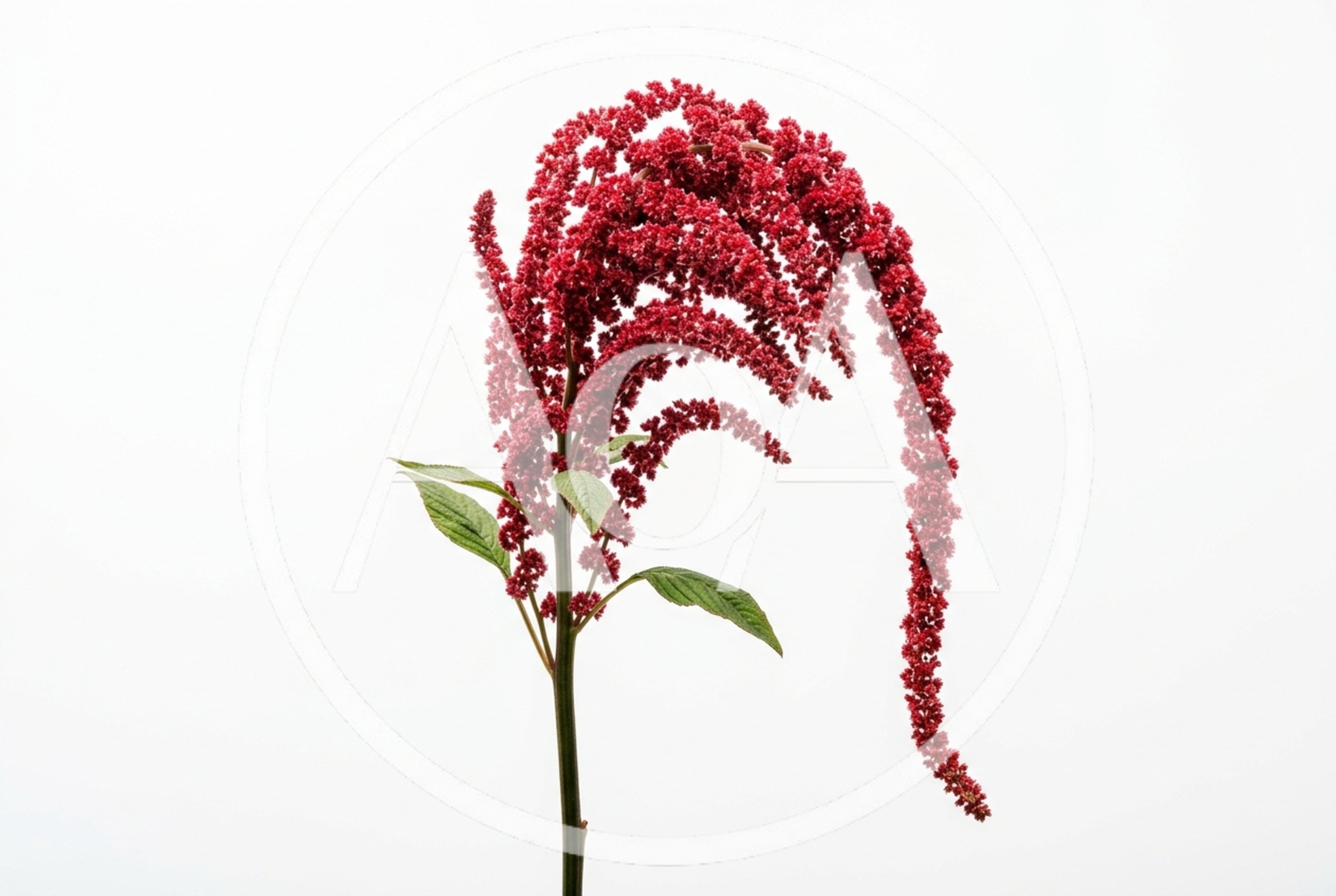 Single Stem Of Red Amaranthus Flower