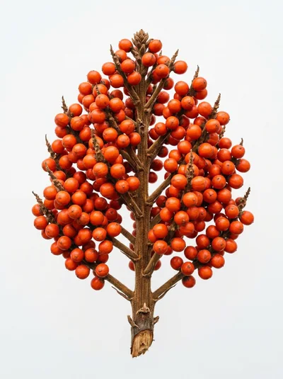 Staghorn Sumac Fruit Cluster Isolated On White