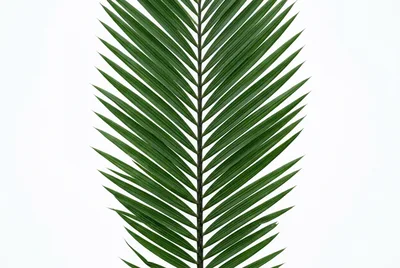 Green Palm Leaf Isolated On White Background