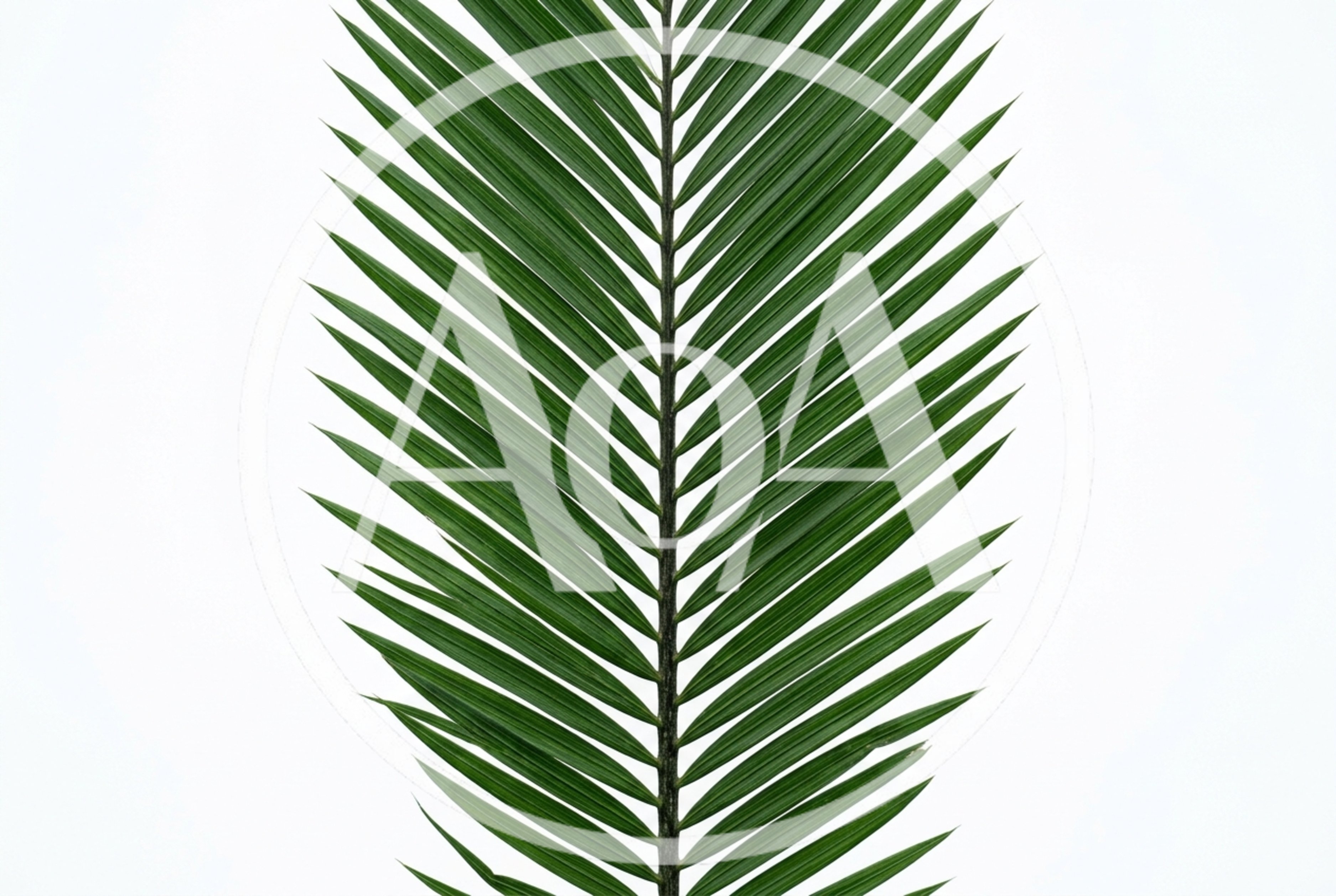 Green Palm Leaf Isolated On White Background