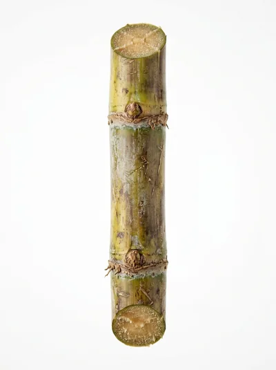 Single Segment Of Fresh Sugarcane Stalk