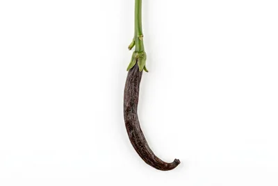 Dried Vanilla Bean Pod With Green Stem