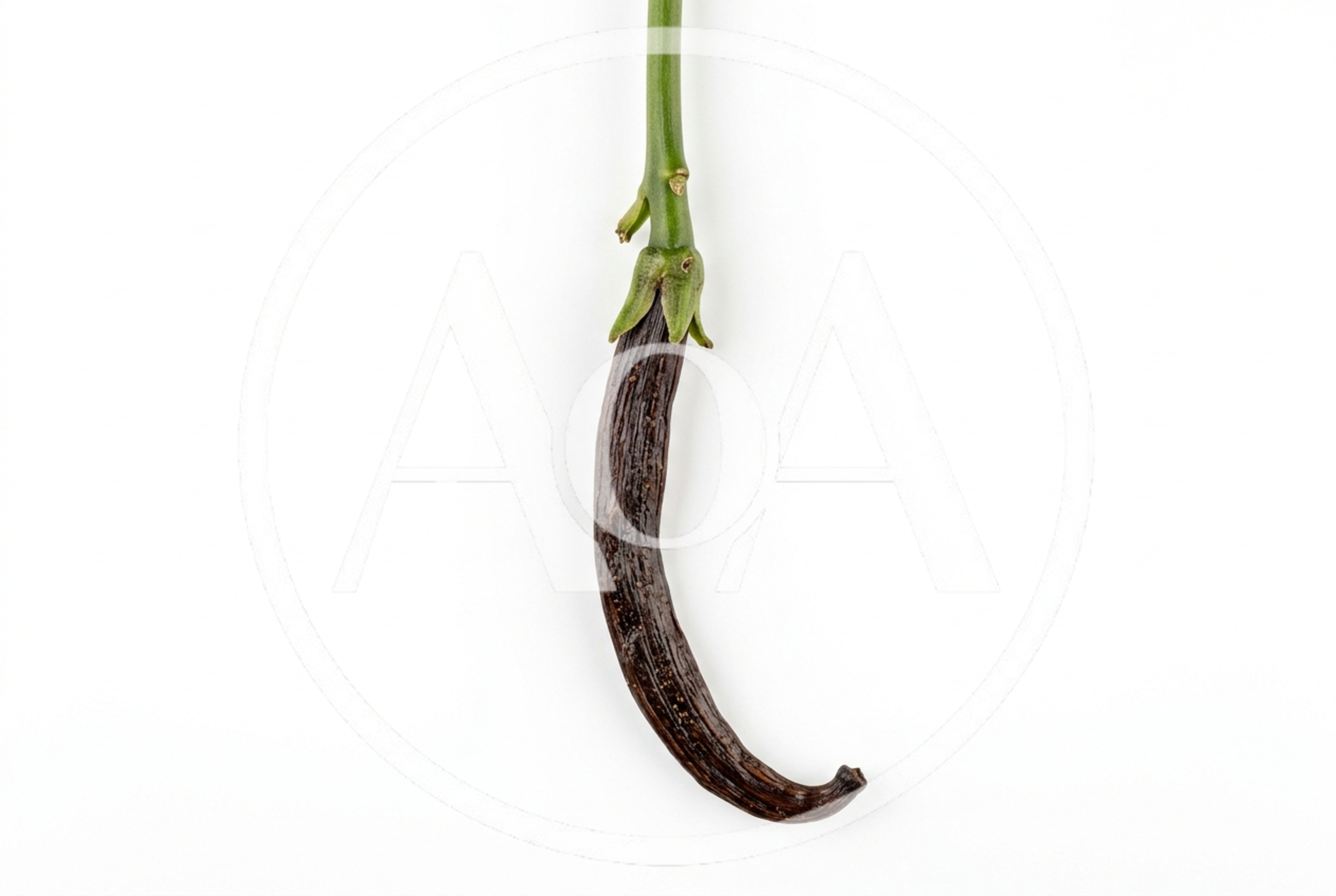 Dried Vanilla Bean Pod With Green Stem