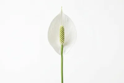Single Peace Lily Flower Against White Background