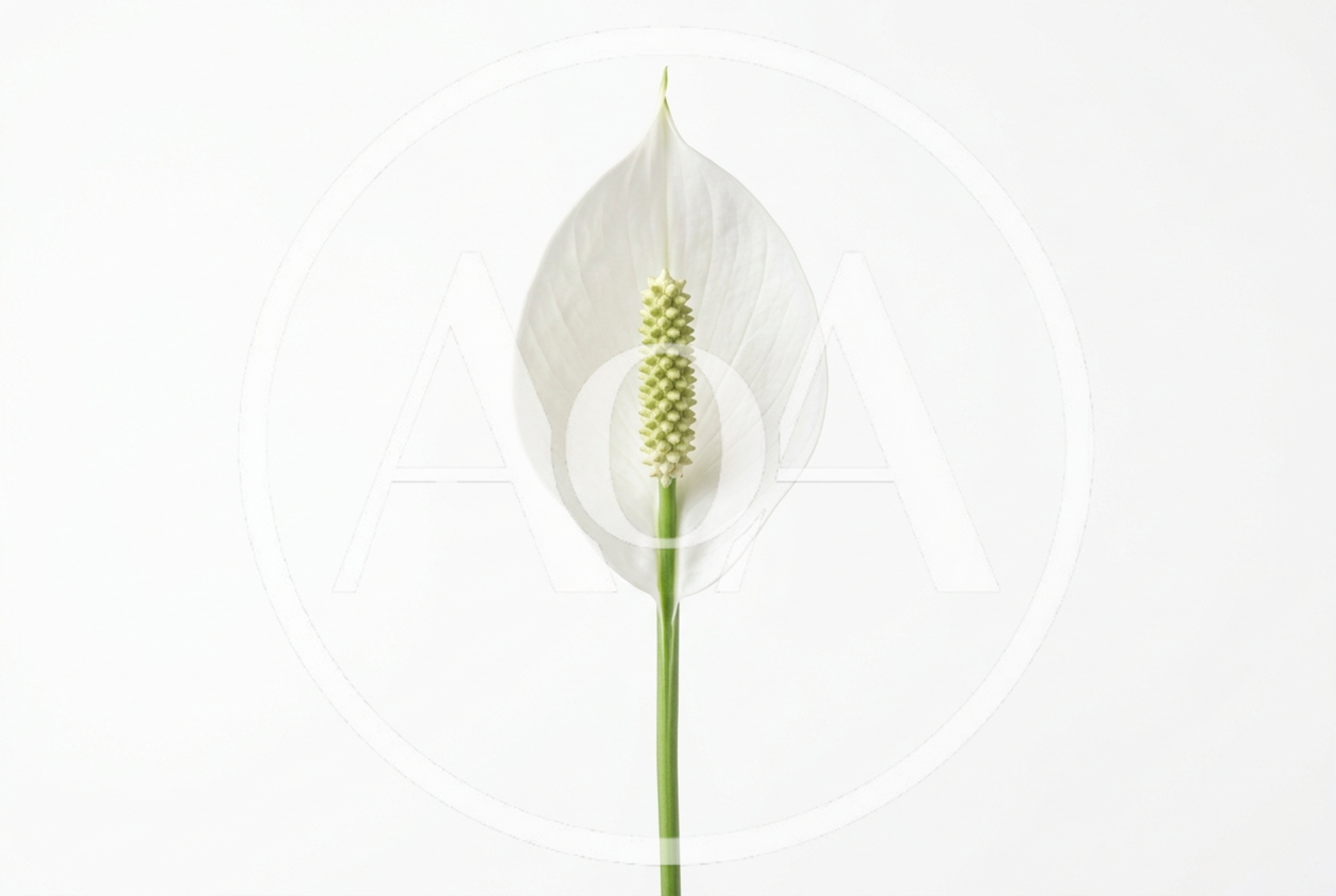 Single Peace Lily Flower Against White Background