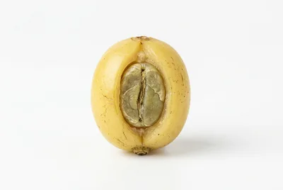Single Yellow Coffee Cherry With Exposed Green Bean