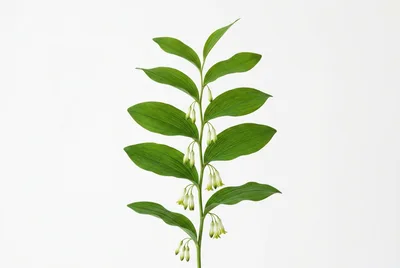Solomon's Seal Plant Stem With White Flowers