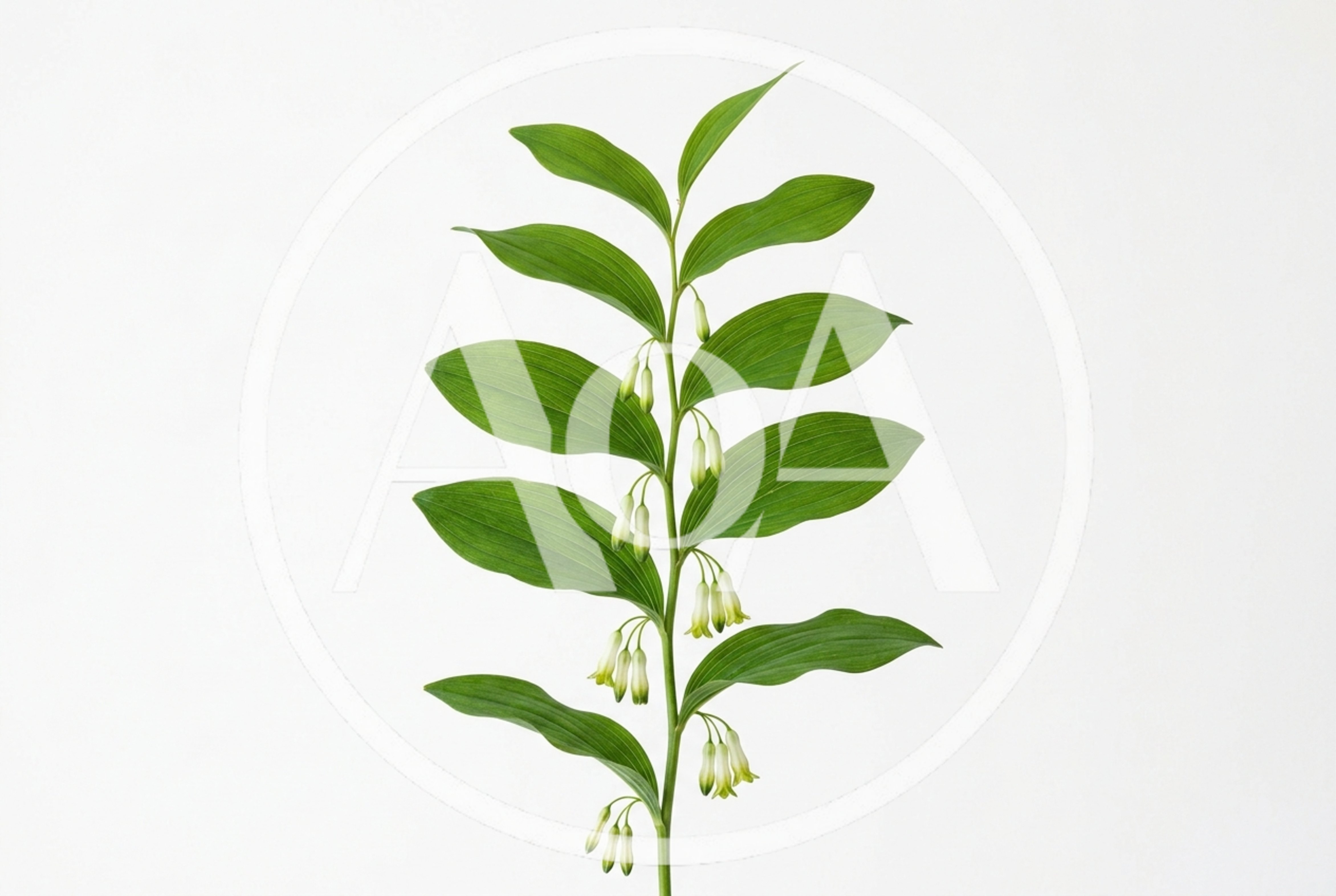 Solomon's Seal Plant Stem With White Flowers