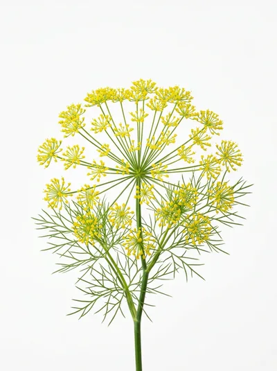 Fresh Dill Flower Umbel Isolated On White Background