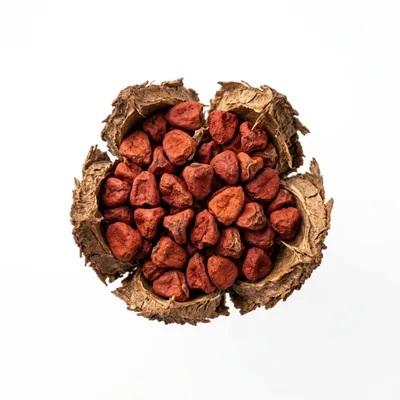 Annatto Seeds Inside A Dried Open Pod