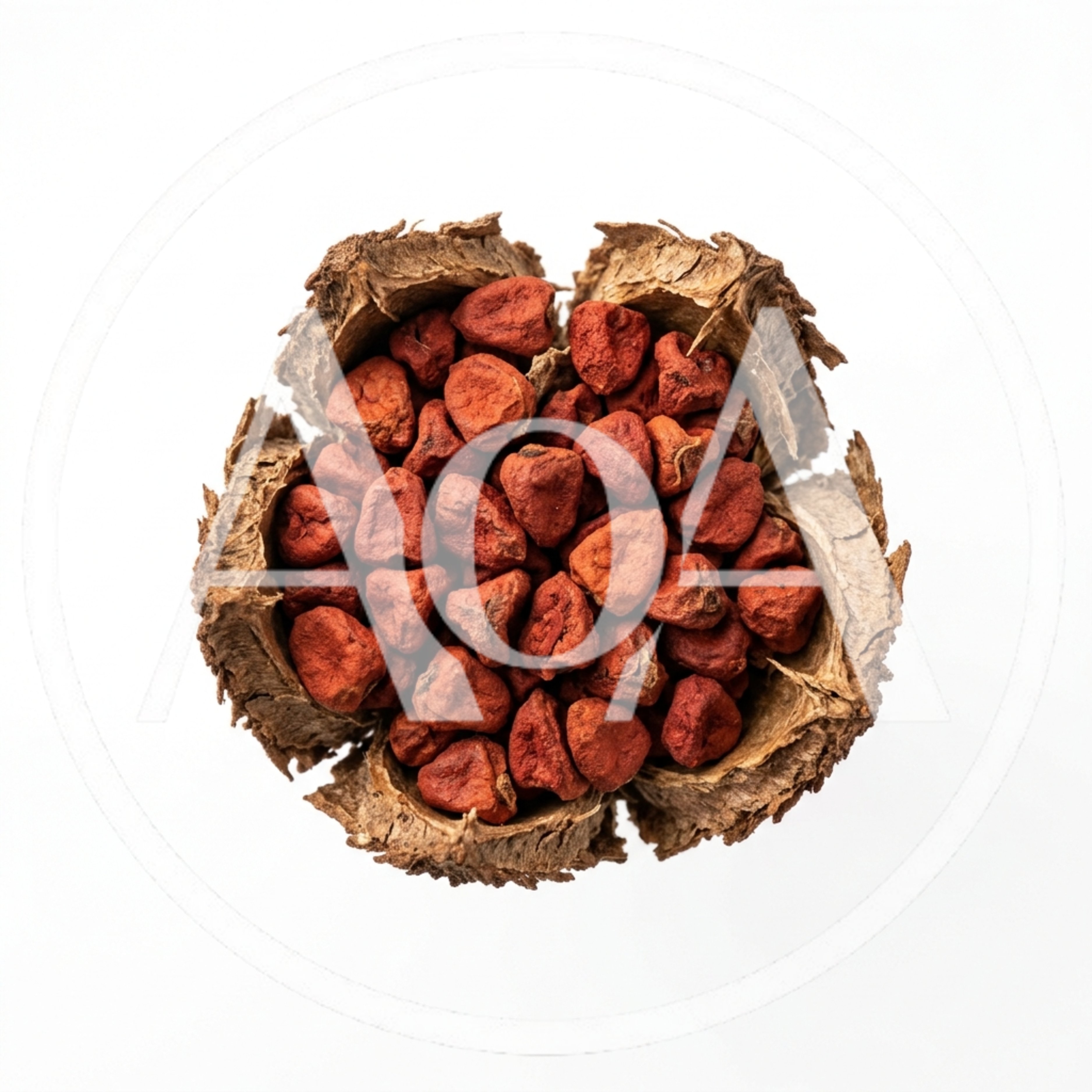 Annatto Seeds Inside A Dried Open Pod
