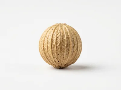 Single Dried Coriander Seed Isolated On White Background