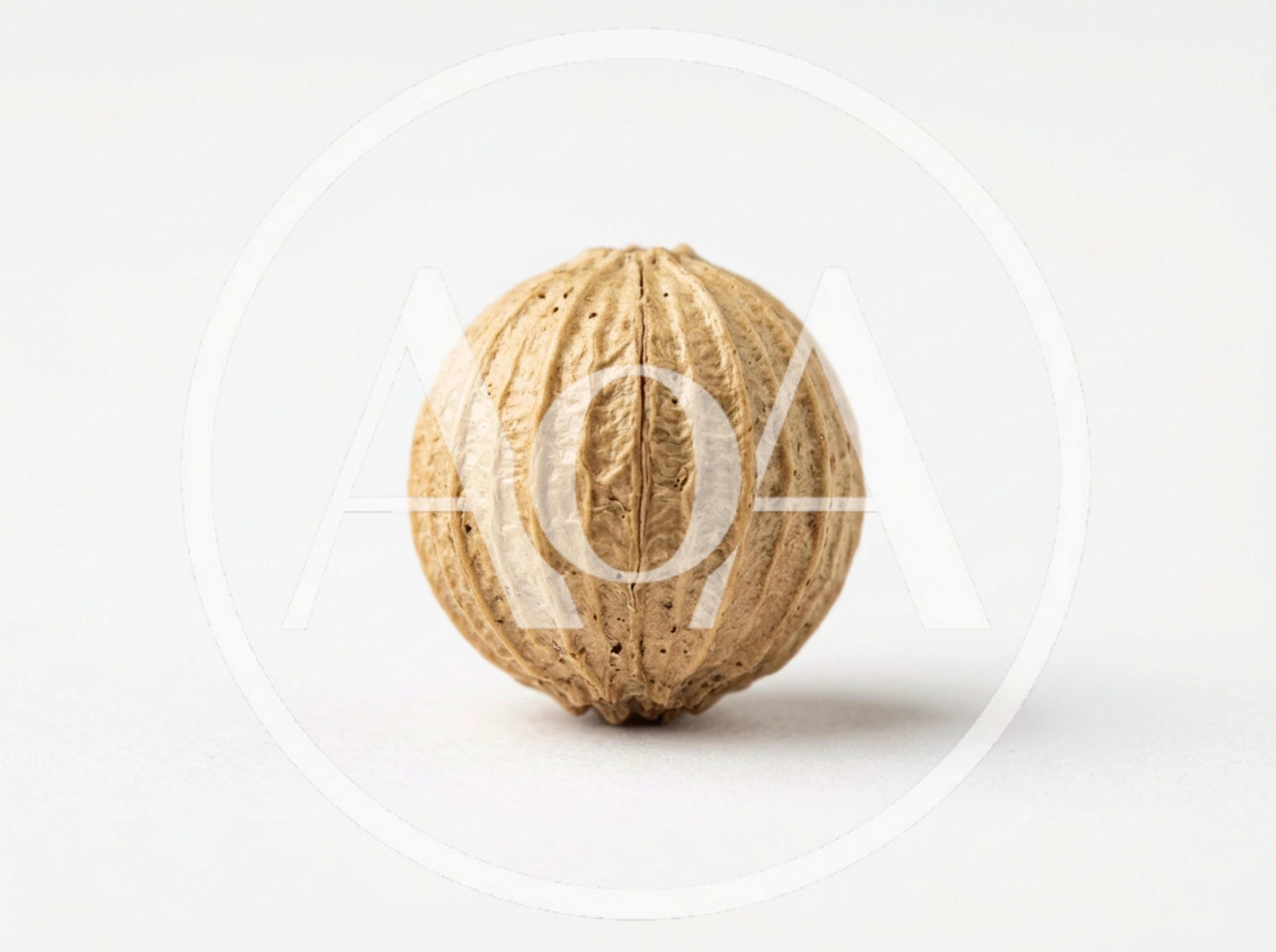 Single Dried Coriander Seed Isolated On White Background