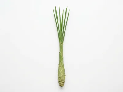 Single Fresh Lemongrass Stalk on White Background