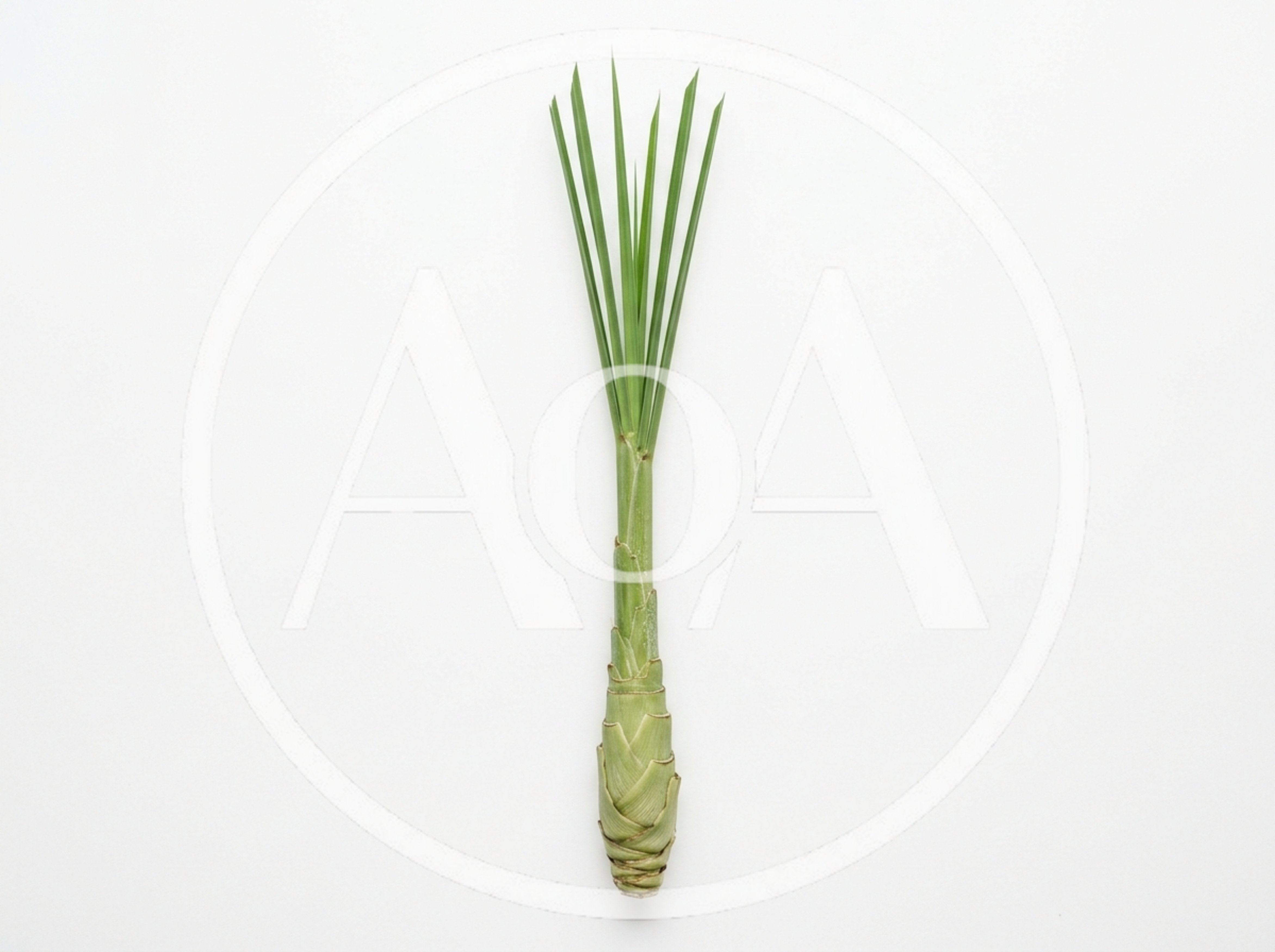 Single Fresh Lemongrass Stalk on White Background
