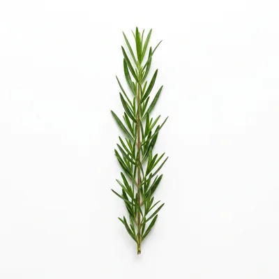 Fresh Green Rosemary Sprig Isolated On White Background