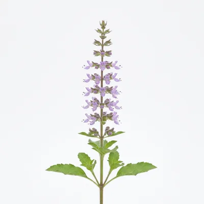 Holy Basil Plant With Purple Flowers