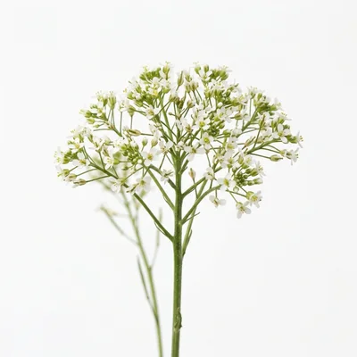 White Bittercress Flowers On A White Background
