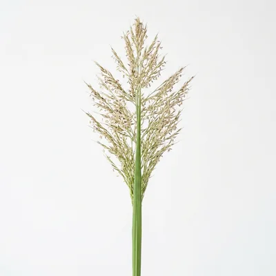 Single Green Grass Stalk With Seed Head