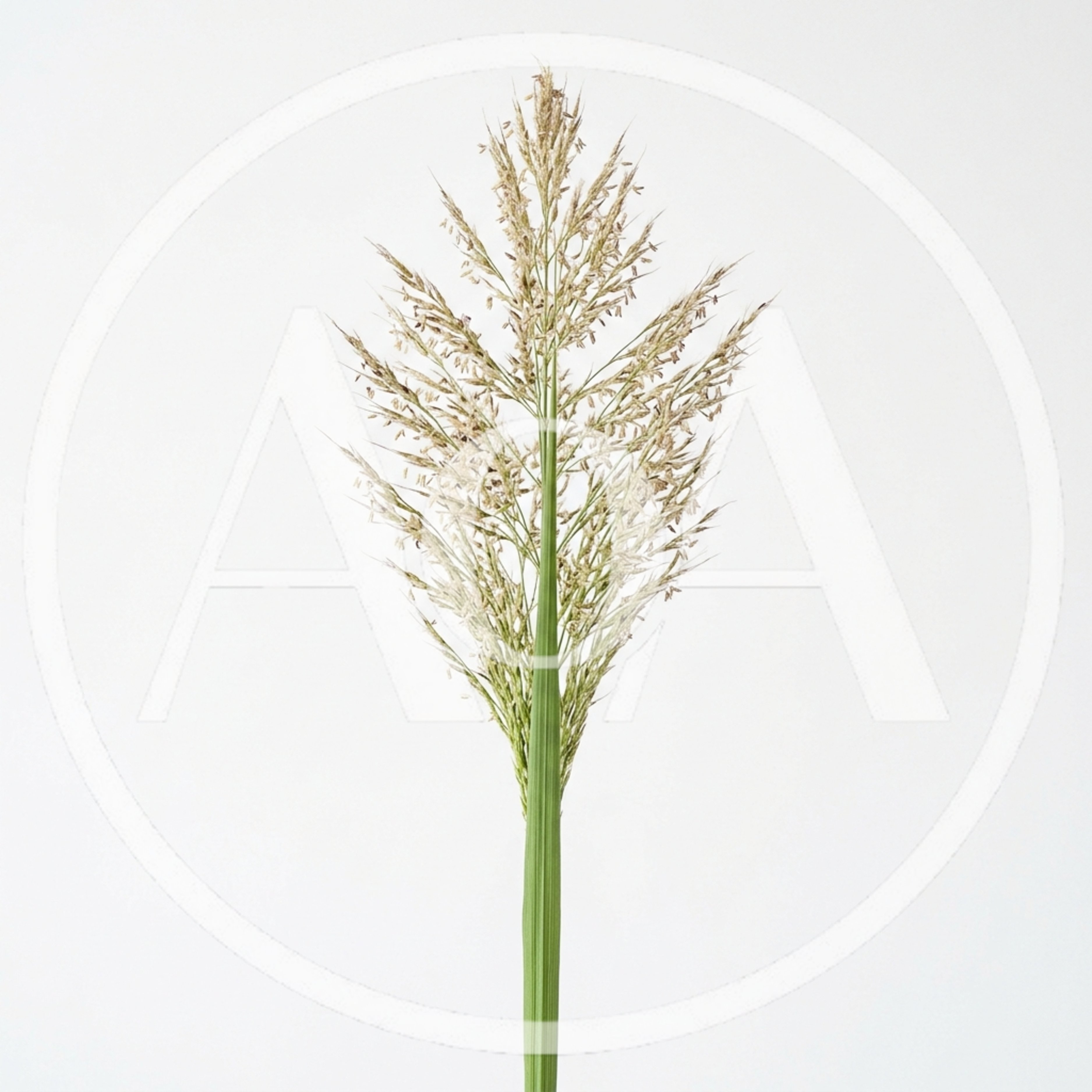 Single Green Grass Stalk With Seed Head
