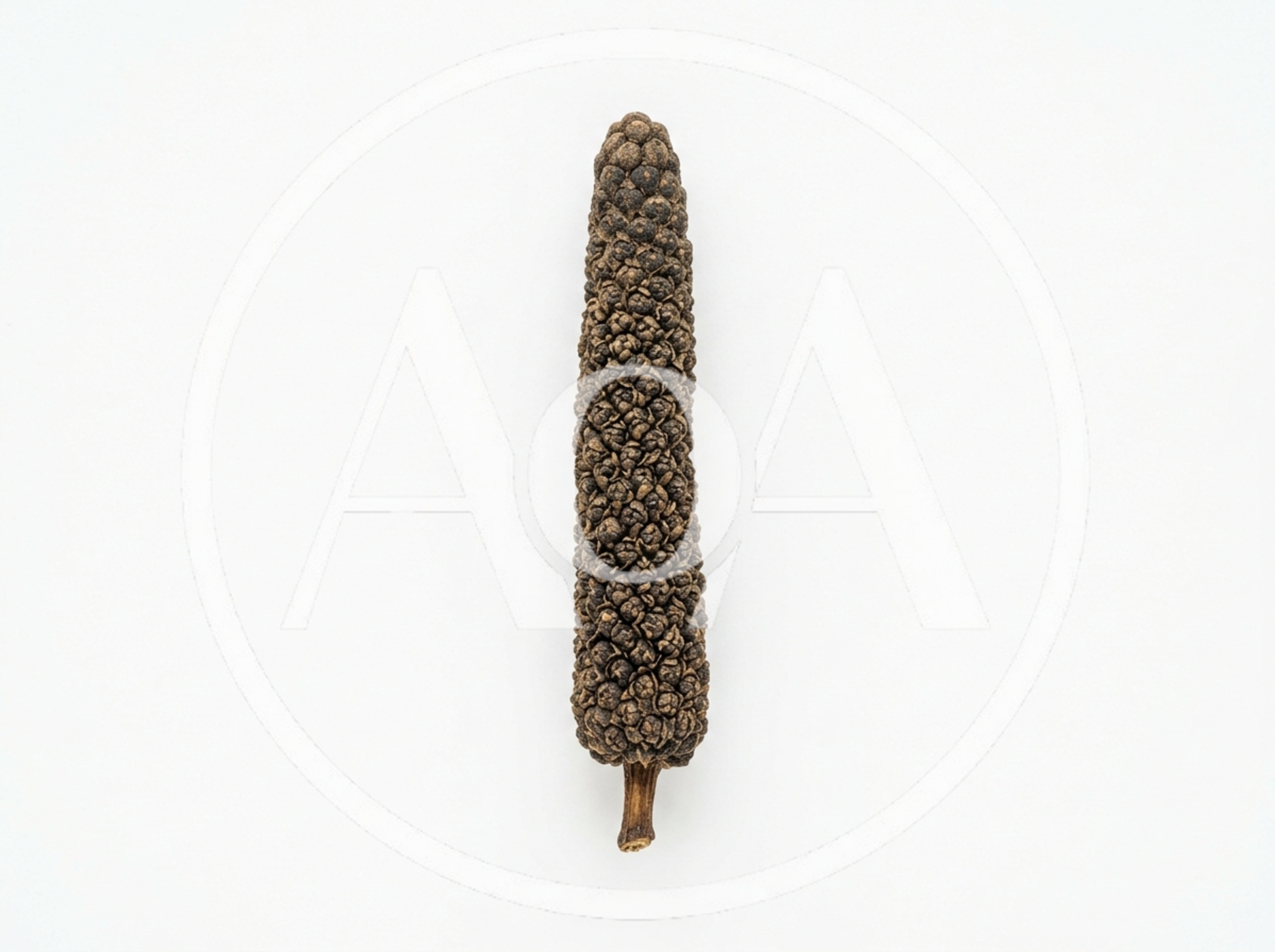 Dried Long Pepper Spice Isolated on White Background