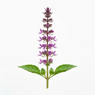 Fresh Purple Basil Flower Spike With Green Leaves