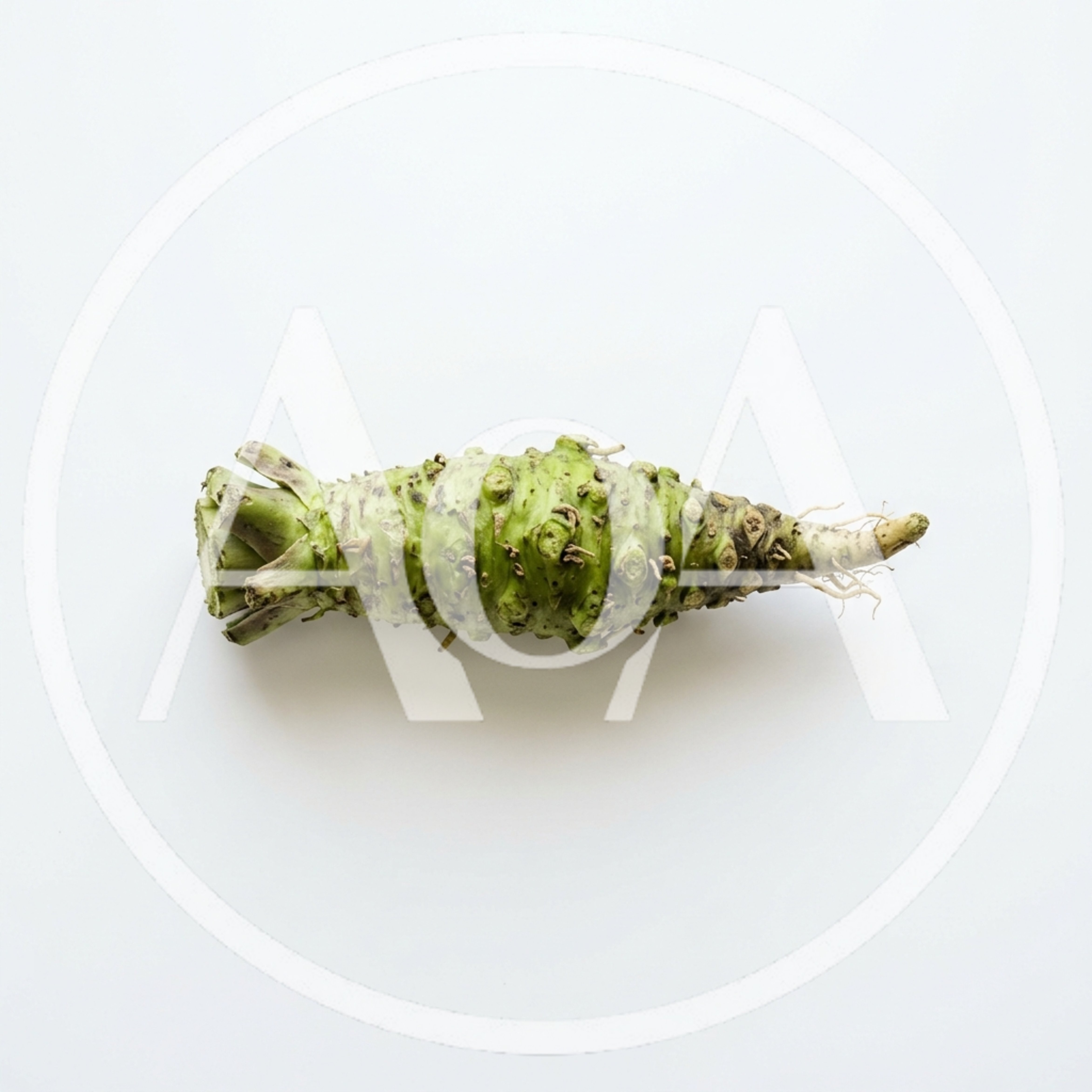 Fresh Wasabi Root Isolated On White Background