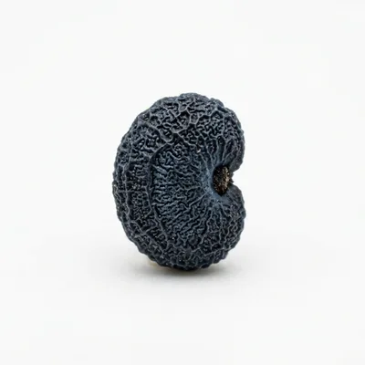 Macro Shot Of A Textured Black Seed