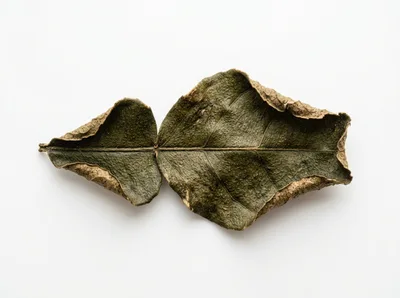 Dried Kaffir Lime Leaf Isolated on White Background