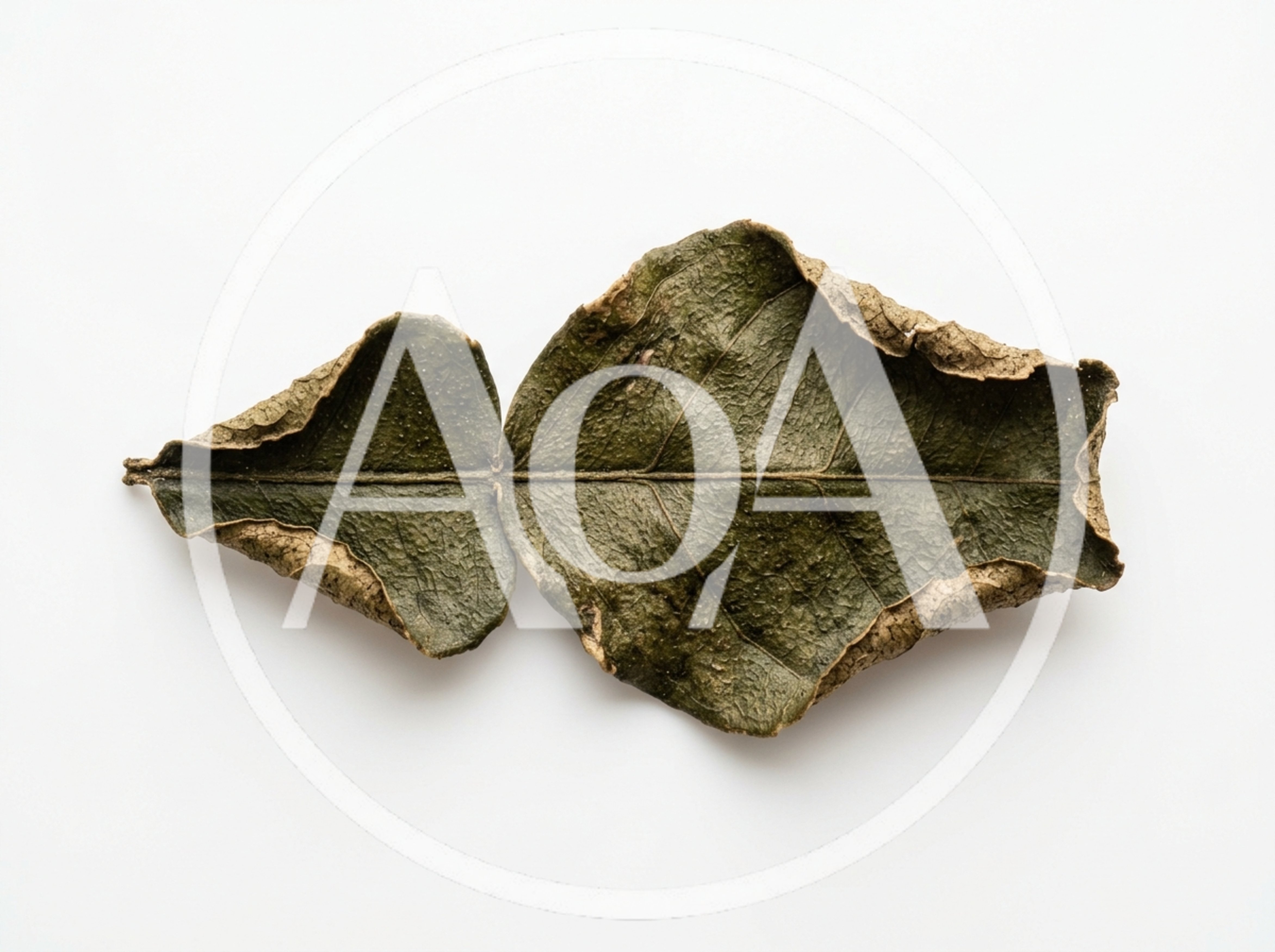Dried Kaffir Lime Leaf Isolated on White Background