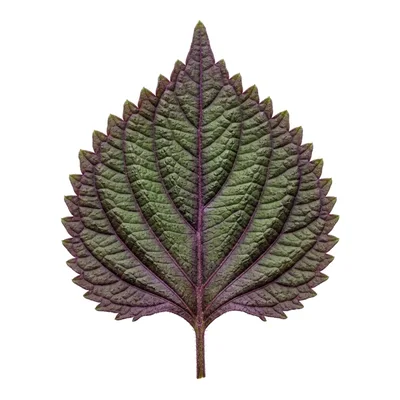 Single Purple Perilla Leaf Isolated On White Background