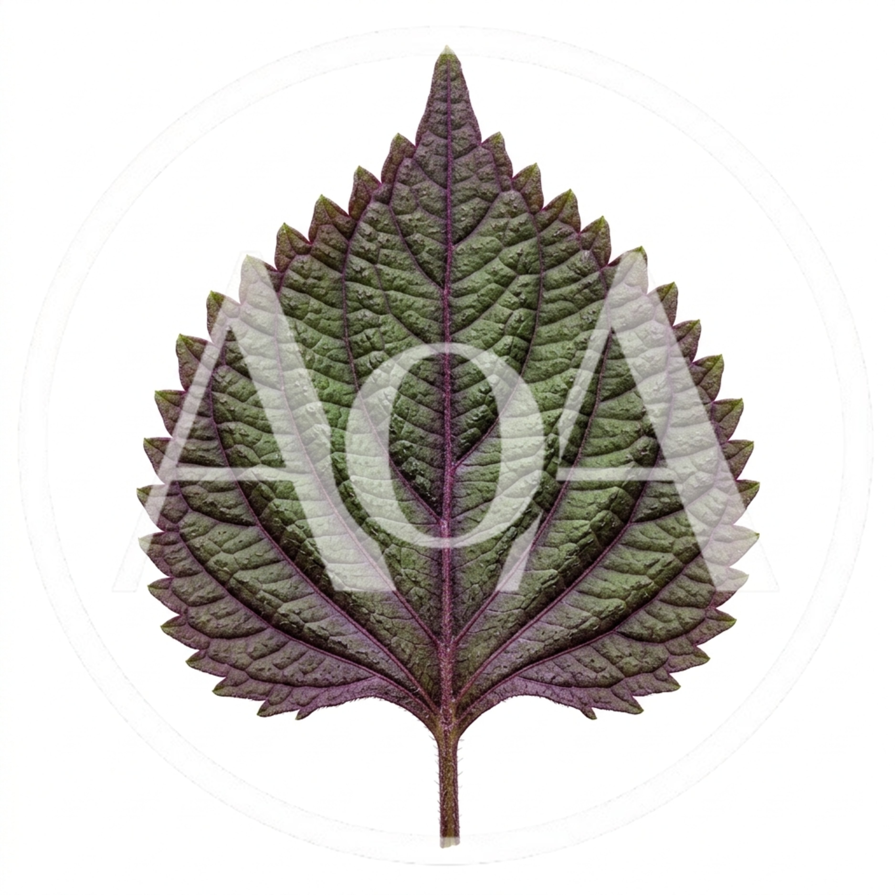 Single Purple Perilla Leaf Isolated On White Background