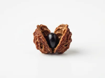 Single Black Seed Inside A Cracked Brown Nut Shell