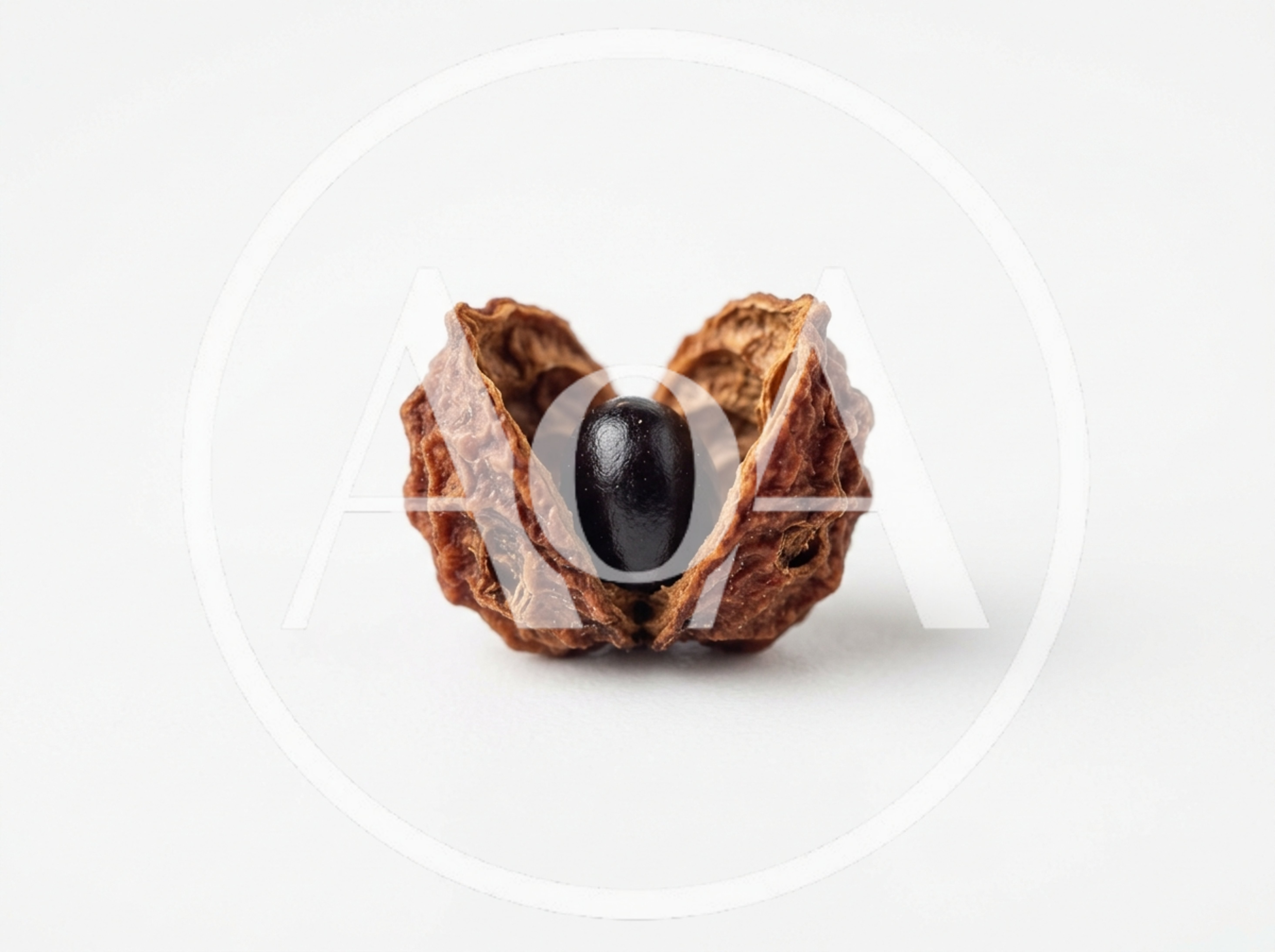 Single Black Seed Inside A Cracked Brown Nut Shell