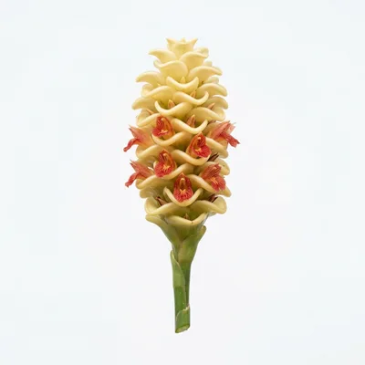 Curcuma Ginger Flower Isolated On White Background