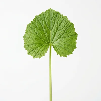 Single Green Leaf With Stem On White Background