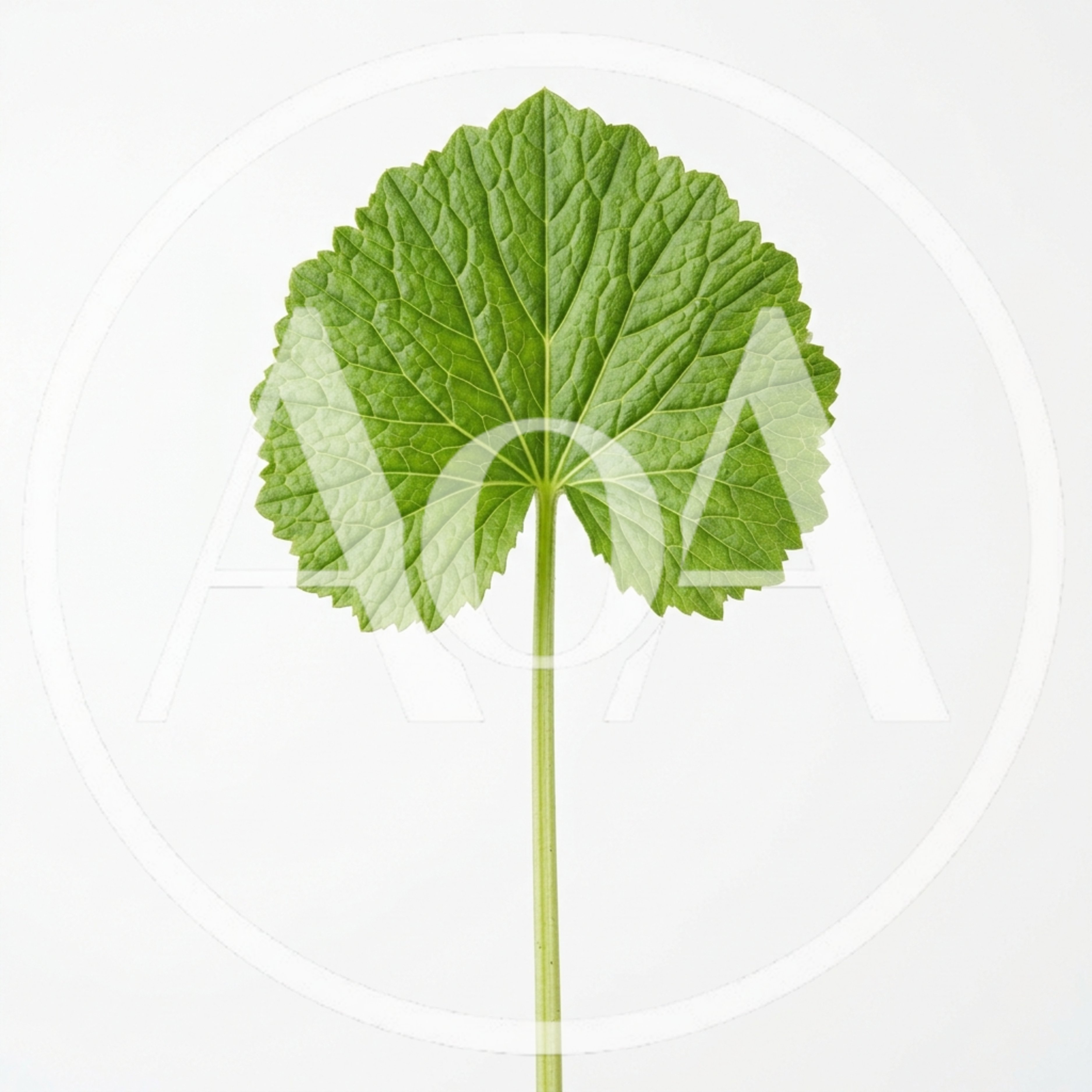 Single Green Leaf With Stem On White Background