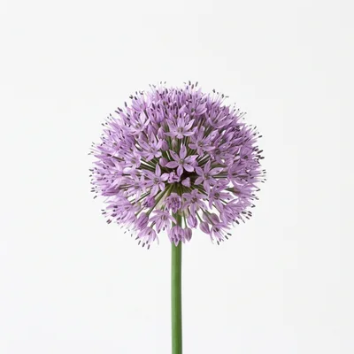 Single Purple Allium Flower Head Isolated On White