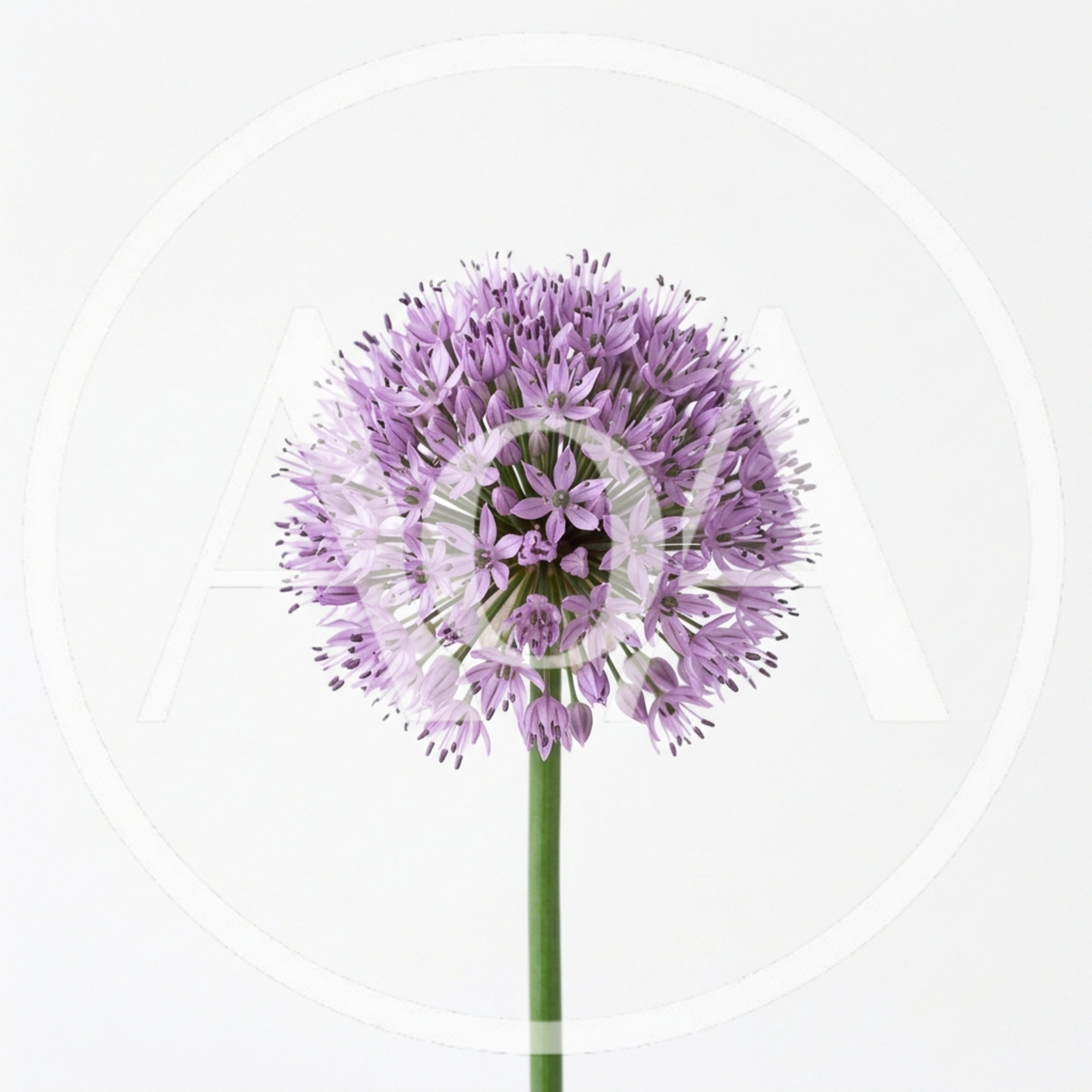 Single Purple Allium Flower Head Isolated On White