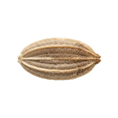 Macro Shot Of A Single Cumin Seed