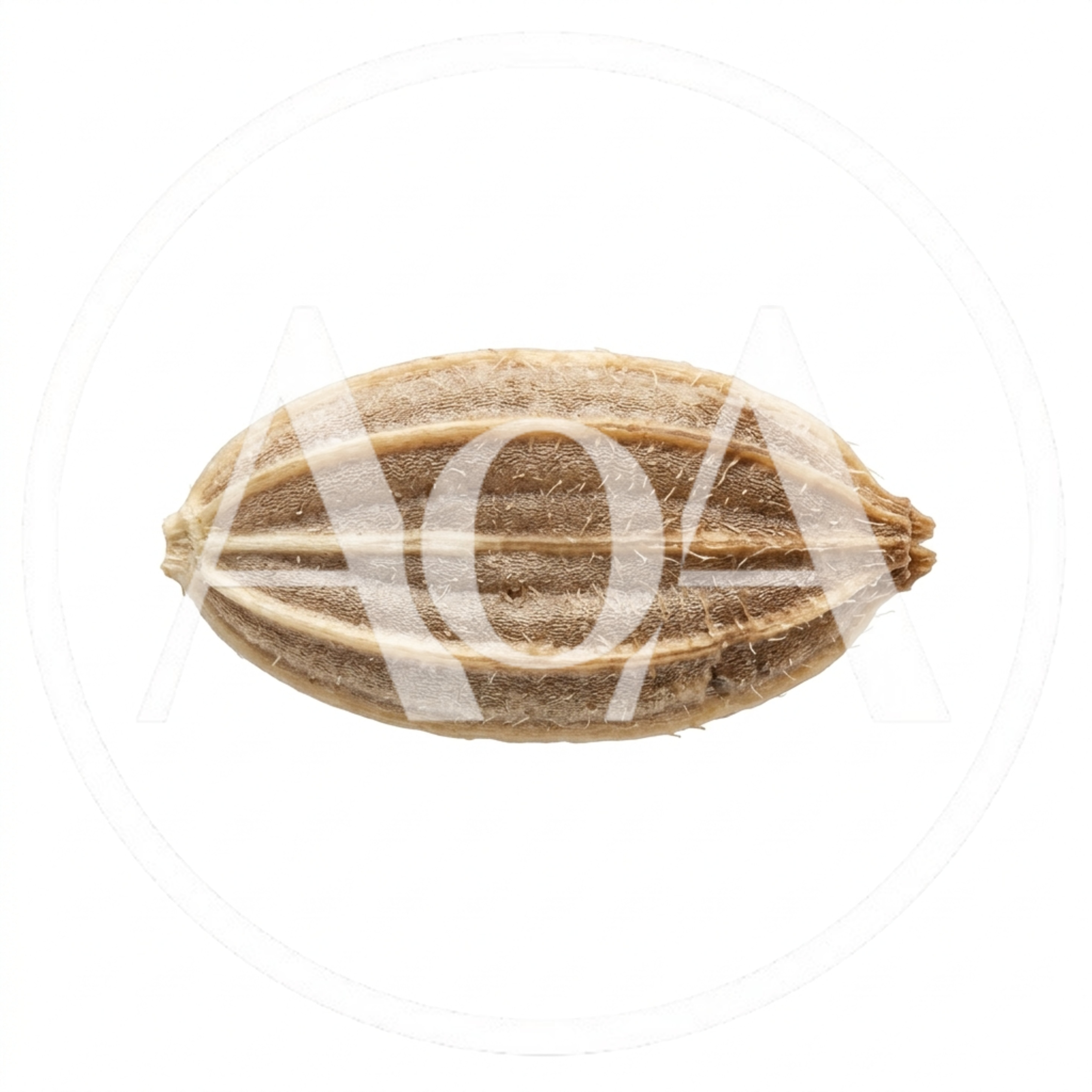 Macro Shot Of A Single Cumin Seed