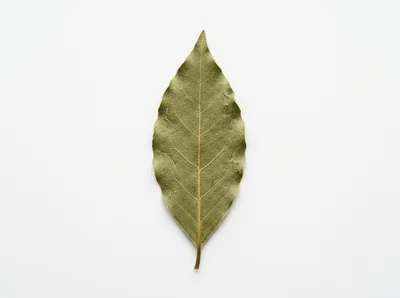 Single Dried Bay Leaf on White Background