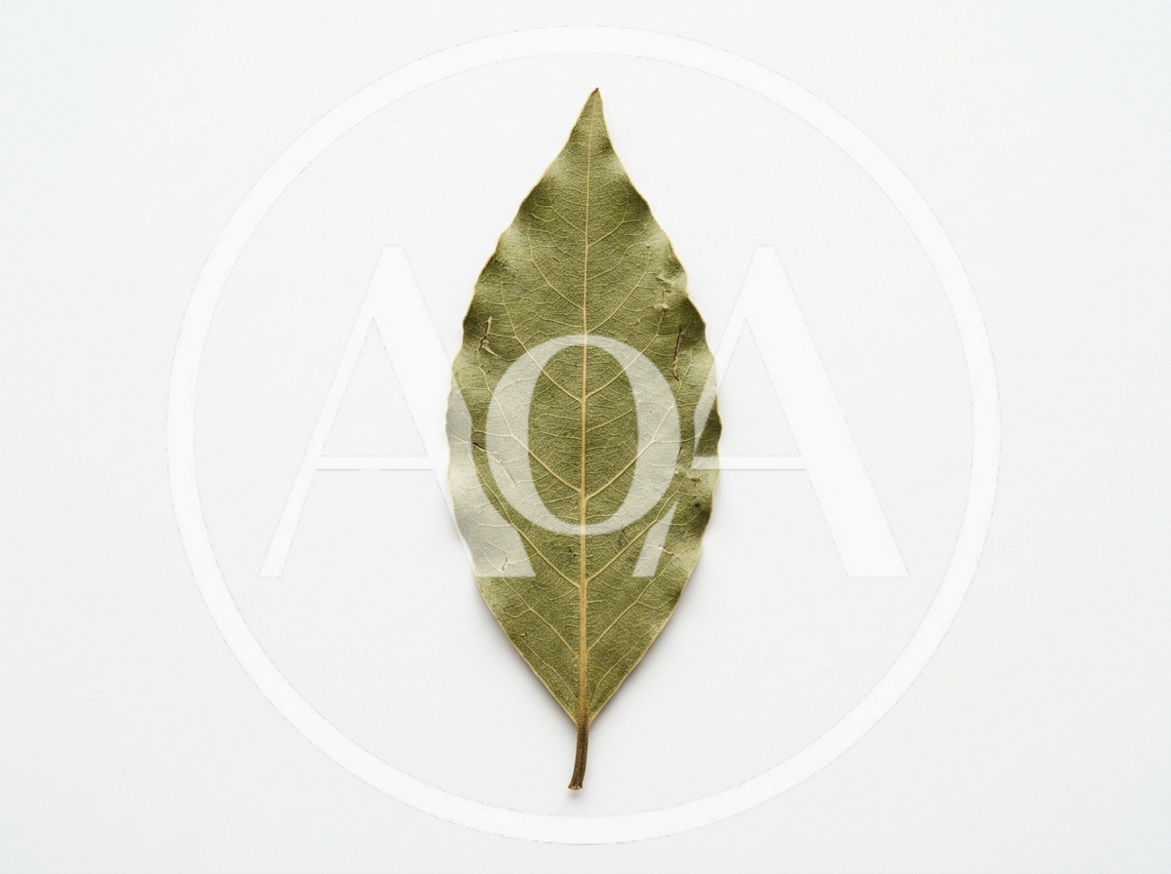 Single Dried Bay Leaf on White Background