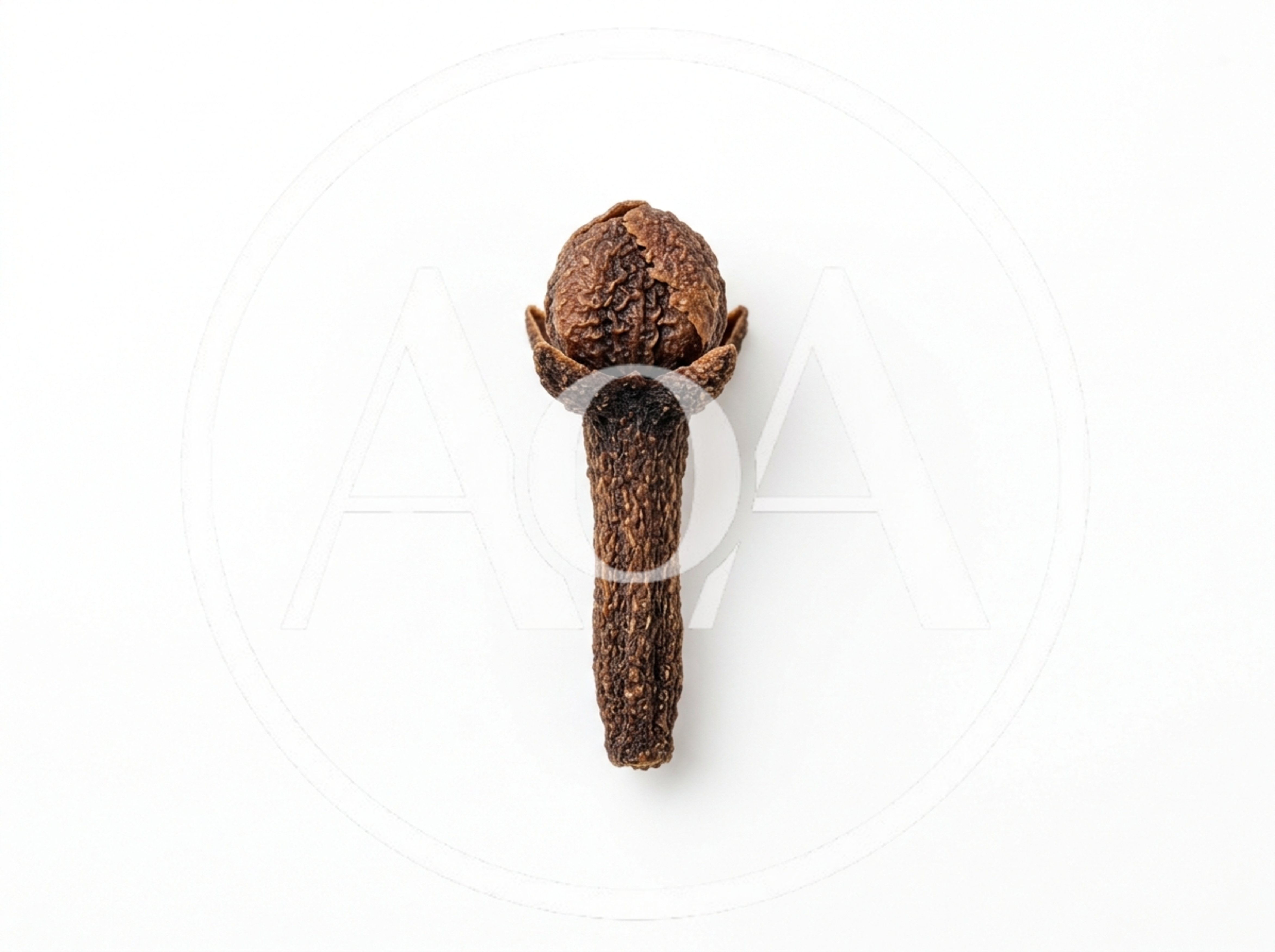Single Dried Clove Spice Isolated On White Background